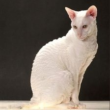 Схема вышивки «Кошка2»