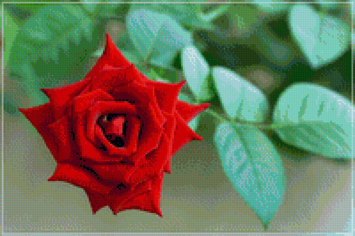 Острые розы - предпросмотр