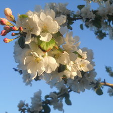 Схема вышивки «весна»