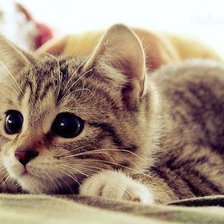 Схема вышивки «Котёнок»