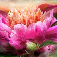 Схема вышивки «пион»