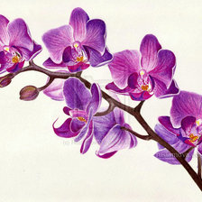 Схема вышивки «Веточка»