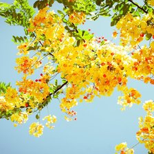 Схема вышивки «Цветущая ветка на фоне неба»