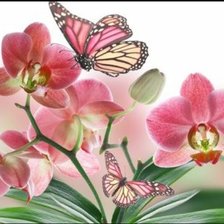 Схема вышивки «Орхидеи»