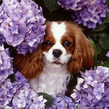 Схема вышивки «Прятки»