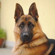 взгляд умных глаз