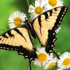 Схема вышивки «Бабочка»