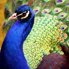 Схема вышивки «павлин»