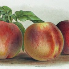 Схема вышивки «№1295900»