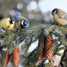 подружки-щебетушки