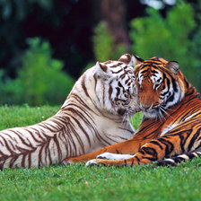 Схема вышивки «ты у меня одна..........»