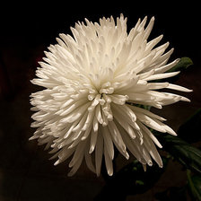 Схема вышивки «№1296157»