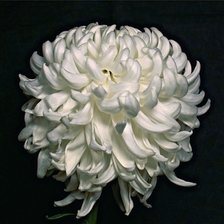 Схема вышивки «№1296213»