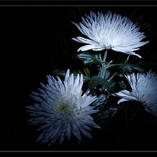 Схема вышивки «хризантемы»