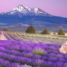 Схема вышивки «Лавандовое поле.»