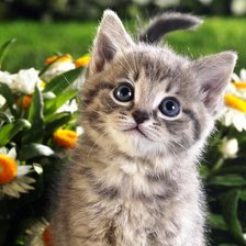 Схема вышивки «котенок в цветах»