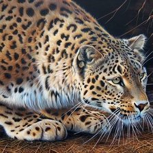 Схема вышивки «Леопард»