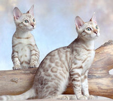 Схема вышивки «Снежные бенгалы»