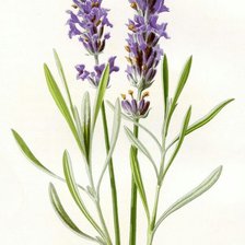 Схема вышивки «Лаванда»