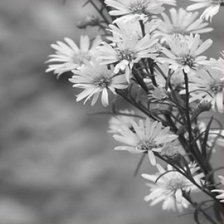 Схема вышивки «цветы часть1»