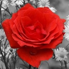 Схема вышивки «цветы часть2»