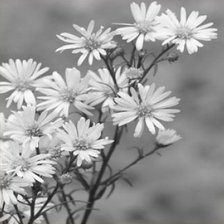 Схема вышивки «цветы часть3»