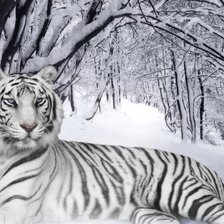 Схема вышивки «зиний тигр»