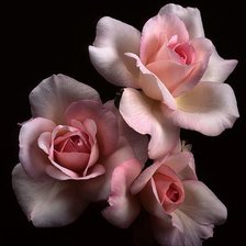 Схема вышивки «№1298884»