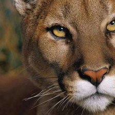 Схема вышивки «кошка»