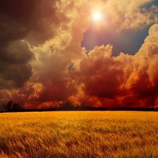 Схема вышивки «пшеничное поле»