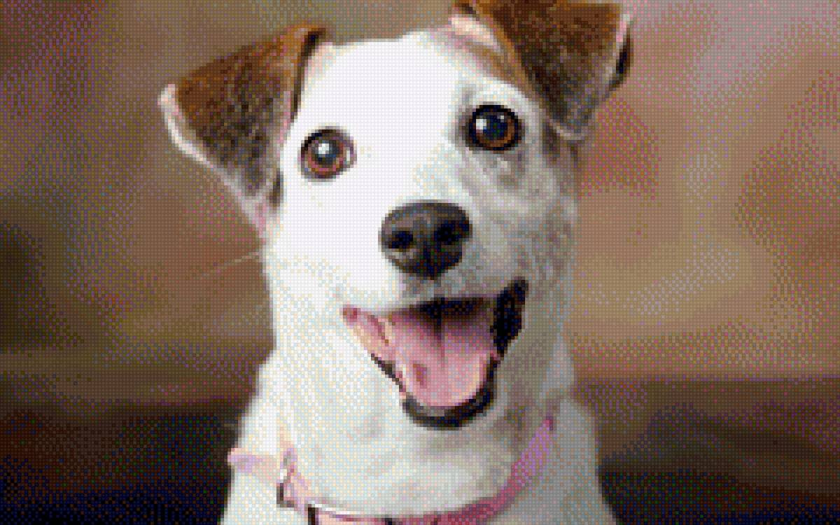 Джек-рассел ) - джек рассел, собака - предпросмотр