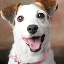 Джек-рассел )