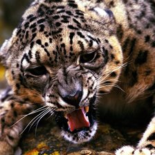 Схема вышивки «гепард»