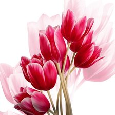 Схема вышивки «Красные тюльпани»