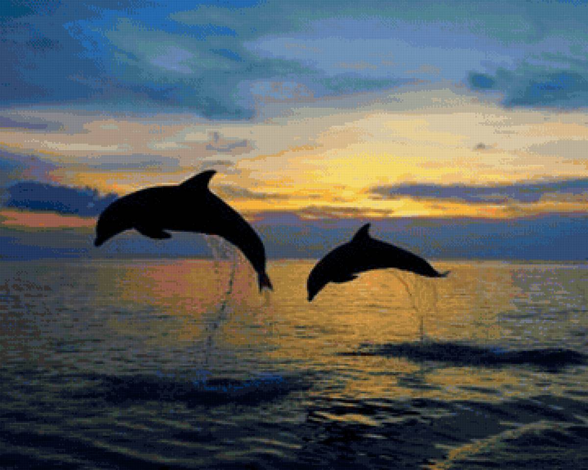 игры дельфинов - предпросмотр