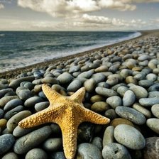 Схема вышивки «морская звезда»