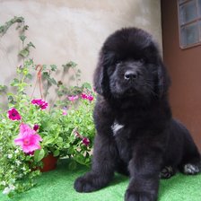 Схема вышивки «Ньюфаундленд»