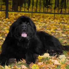 Схема вышивки «Ньюфаундленд»