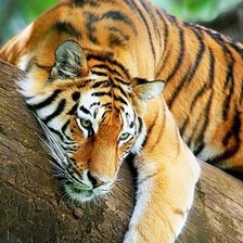 Схема вышивки «тигрулька»