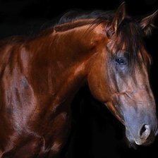 Схема вышивки «конь»