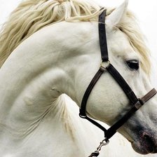 Схема вышивки «коняшка-няшка»