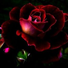 Схема вышивки «Роза»