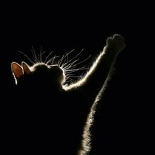 Схема вышивки «Кот»