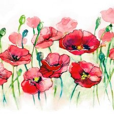 Схема вышивки «Маки»