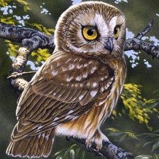 Схема вышивки «Сова»