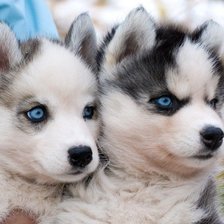 Схема вышивки «Щенки хаски»