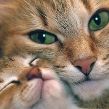 Схема вышивки «Кошка с котенком»