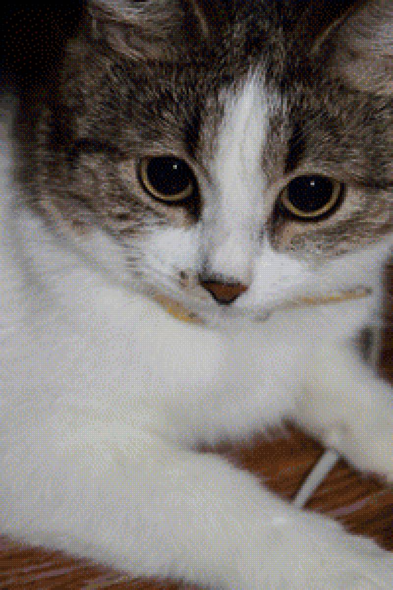 Черри - взгляд, глаза, киса, кошка - предпросмотр