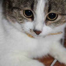 Схема вышивки «Черри»