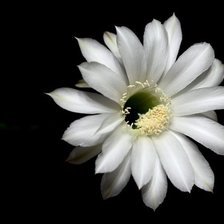 Схема вышивки «Эхинопсис белый»